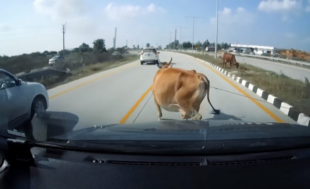 Animal welfare