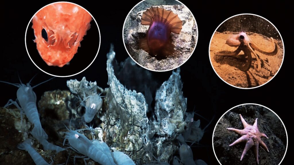 Hydrothermal Vent Communities