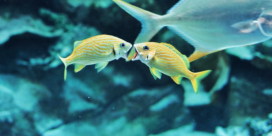 Fishes and other sea animals