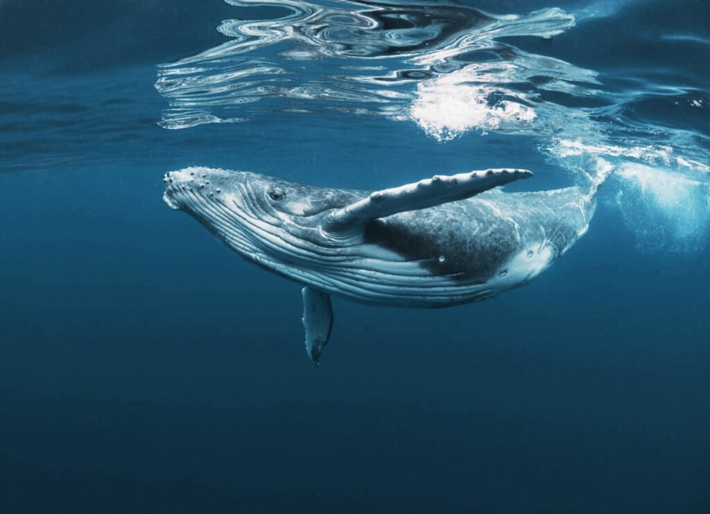 Marine Mammals
