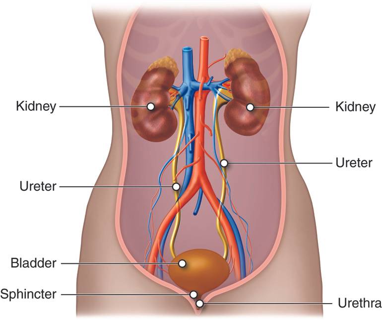 Kidney Cancer