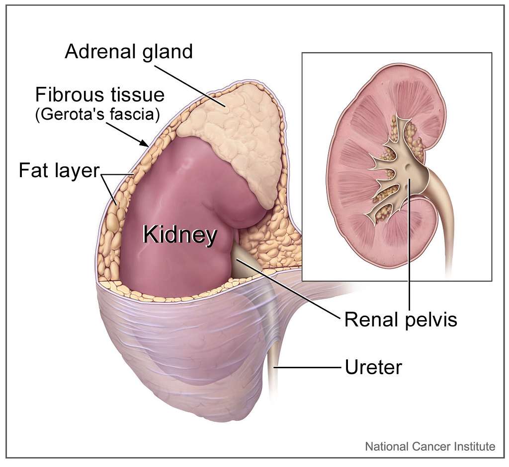 Kidney Cancer