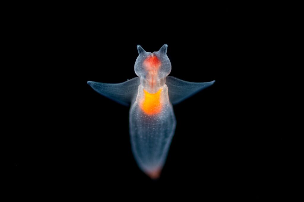 Plankton