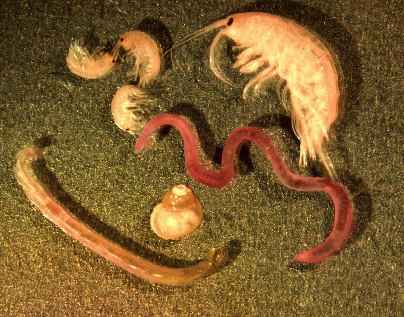 Benthic Organisms