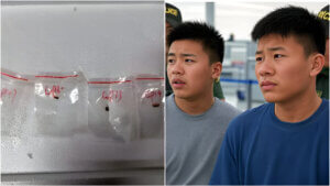 Fungus Fusarium graminearum