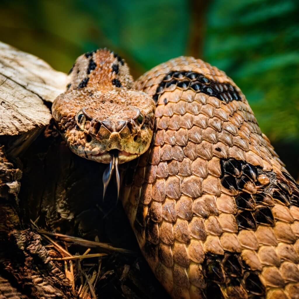Tennessee Hiker Snakebite Death
