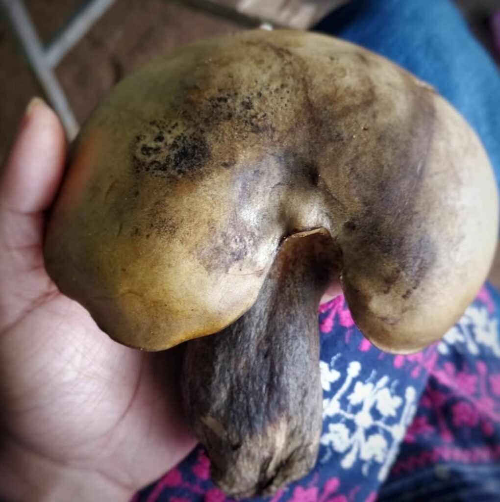 Jharkhand Wild Kuber Mushrooms