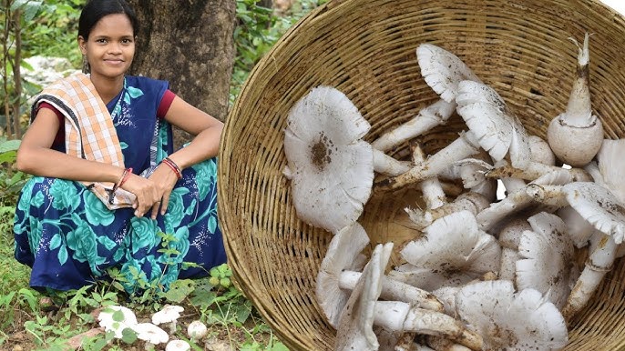 Jharkhand Wild Kuber Mushrooms