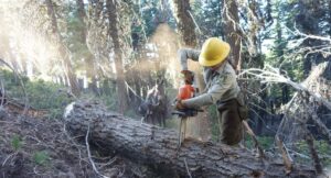 US Forest Service Cuts