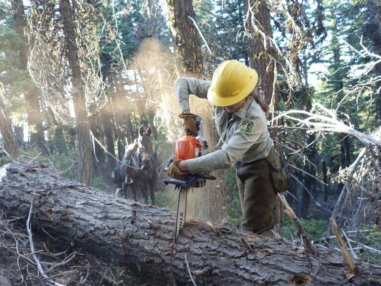 US Forest Service Cuts