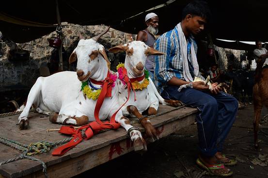 Pakistan Celebrates Bakrid