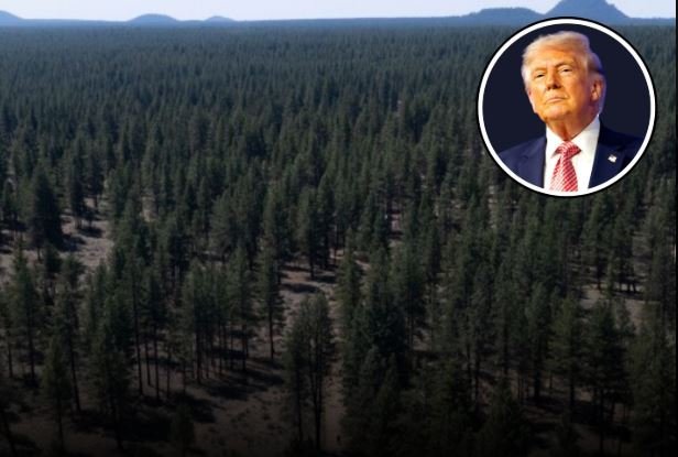 US Forest Service Cuts