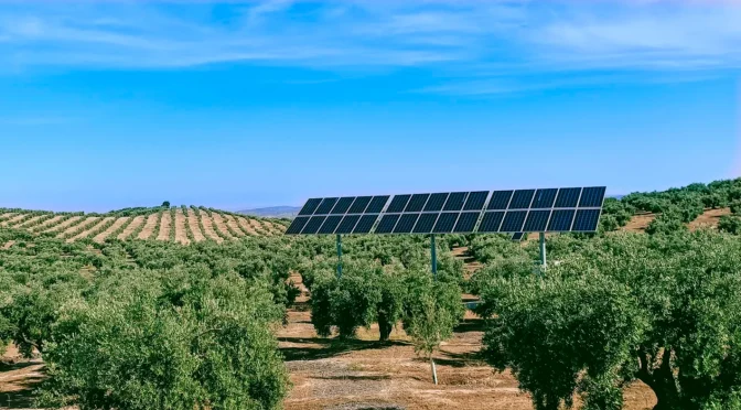 Spain Solar Panels Olive Groves
